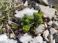 Euphorbia seguieriana