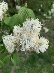 Fothergilla gardenii