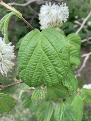 Fothergilla gardenii