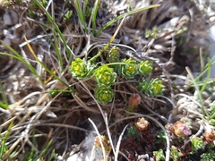 Euphorbia seguieriana