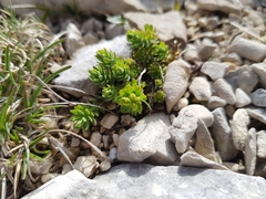 Euphorbia seguieriana