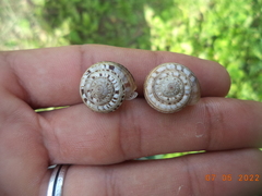 Xerosecta