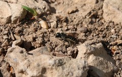 Chelostoma florisomne