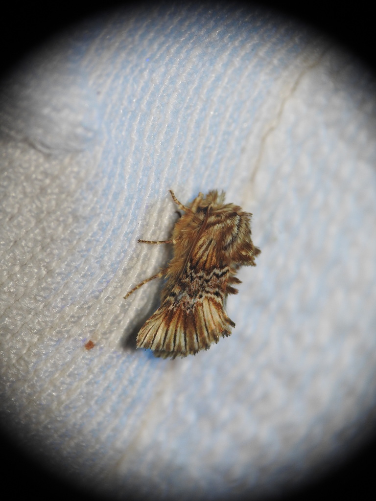 Amephana anarrhini