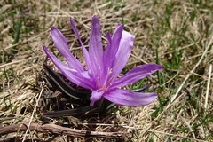 Colchicum bulbocodium