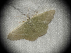 Phaiogramma etruscaria