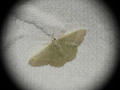 Phaiogramma etruscaria