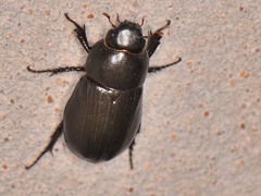Dyscinetus morator