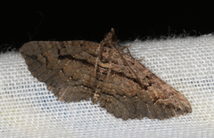 Chrysolarentia plagiocausta