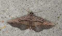 Chrysolarentia plagiocausta