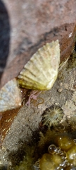 Aplysia punctata