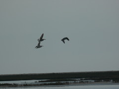 Pelecanus crispus