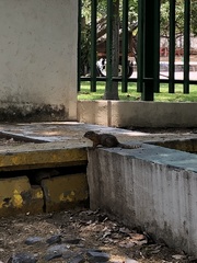 Notocitellus annulatus