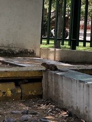 Notocitellus annulatus