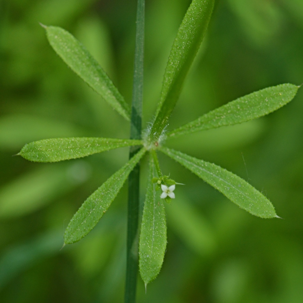 catchweed bedstraw from Mladá Boleslav, Středočeský, Czechia on May 13