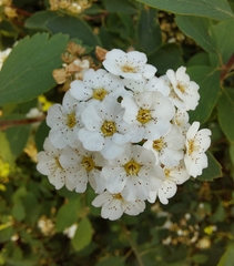 Spiraea trilobata