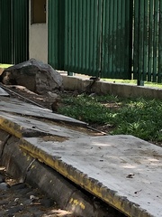 Notocitellus annulatus