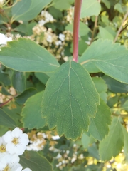 Spiraea trilobata