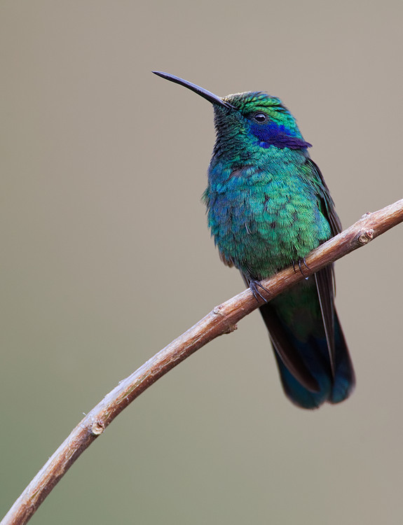 Green violetear / Colibri cyanote / Colibri cyanotus – Coraves