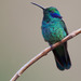 Lesser Violetear - Photo (c) Paul Cools, some rights reserved (CC BY-NC), uploaded by Paul Cools