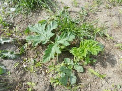 Heracleum sosnowskyi
