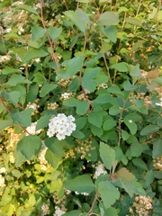Spiraea trilobata
