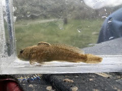 Cottus beldingii