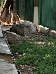 Notocitellus annulatus