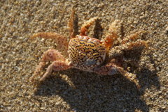Goniopsis pulchra