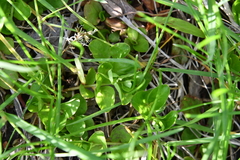 Lysimachia nummularia