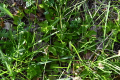 Lysimachia nummularia
