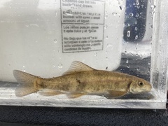 Catostomus columbianus