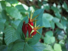 Spigelia marilandica