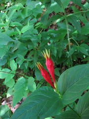 Spigelia marilandica