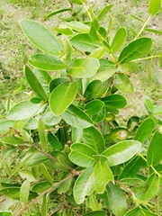 Daphnopsis racemosa