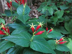 Spigelia marilandica