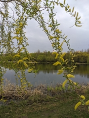 Salix
