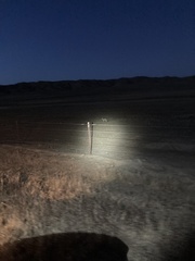 Vulpes macrotis mutica