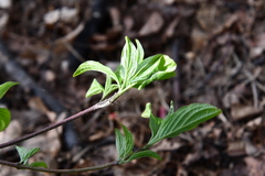 Cornus sanguinea