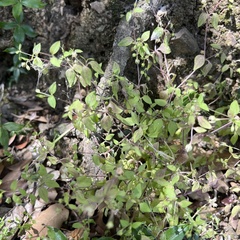 Moehringia pentandra