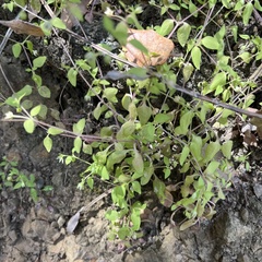 Moehringia pentandra