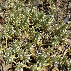 Sideritis romana
