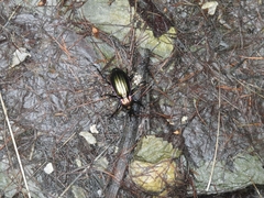 Carabus solieri