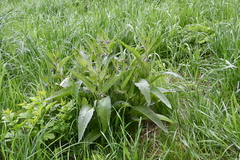 Symphytum officinale
