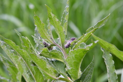 Symphytum officinale