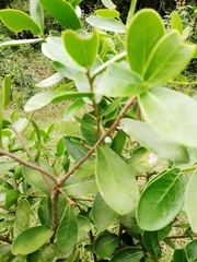 Daphnopsis racemosa