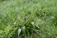 Symphytum officinale