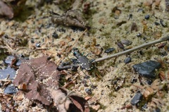 Cicindela ancocisconensis