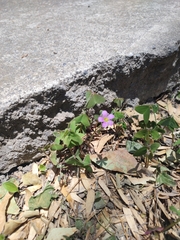 Oxalis latifolia