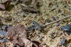 Cicindela ancocisconensis